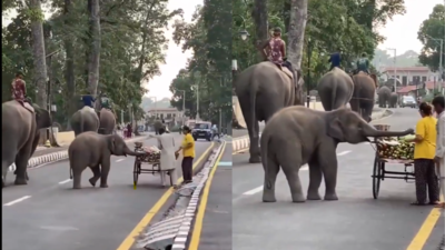 'Picture of pure innocence': Baby elephant stops for a quick snack on road; heartwarming moment goes viral